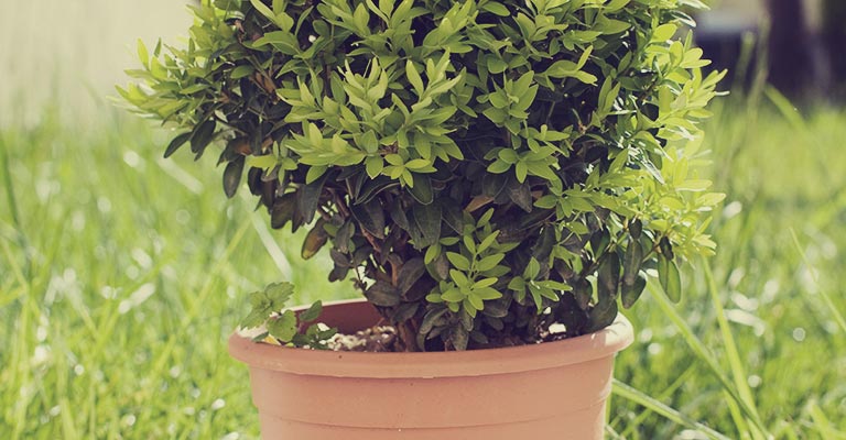  10 Tips on Protecting Potted Trees from Frost