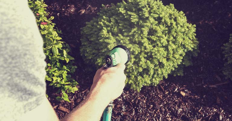 Watering evergreens tree