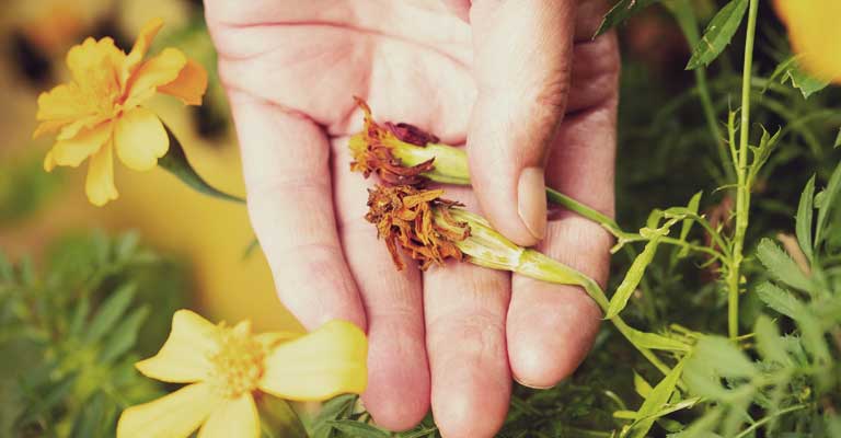 Récolter les graines sèches de fleurs