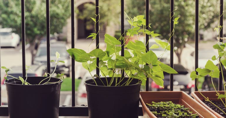 Gardening on a balcony