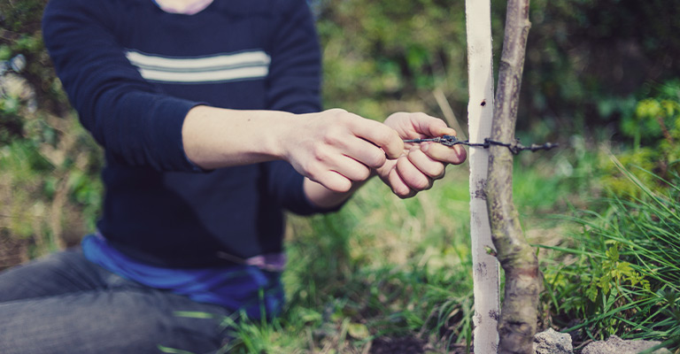 Maintaining a fruit tree