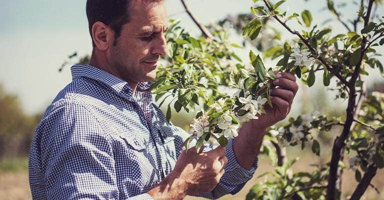 Homme inspectant son arbre