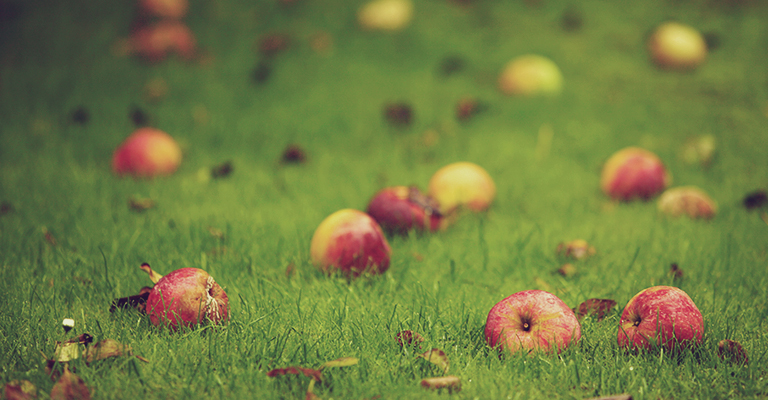 Si les fruits tombés au sol semblement infestés ou malades, ils devraient simplement être jetés. Après tout, vous ne voulez pas que des insectes ou des maladies se répandent dans votre compost.