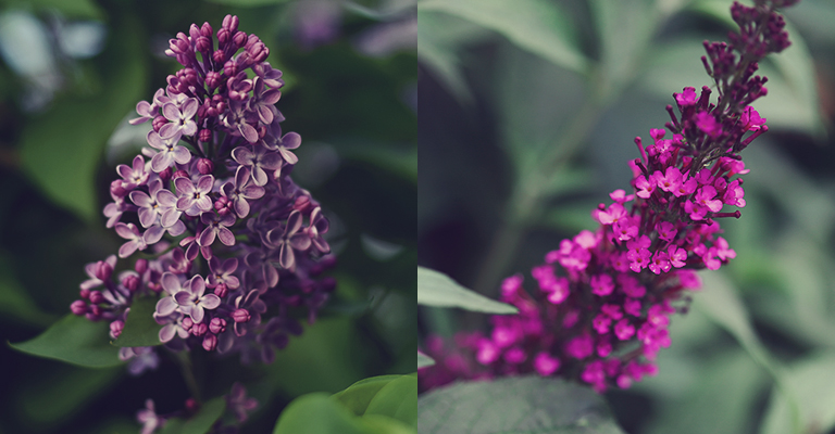 La différence entre le lilas et le buddléia