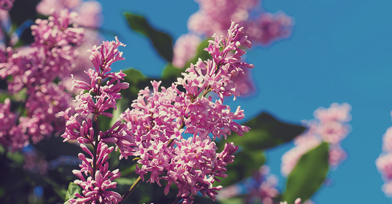 Comment entretenir un lilas