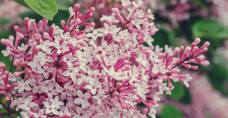 sept lilas éblouissants