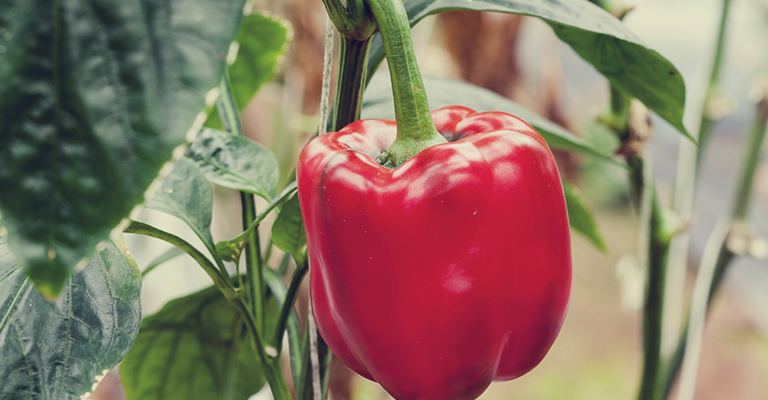 Comment récolter ses graines de poivrons et piments ?