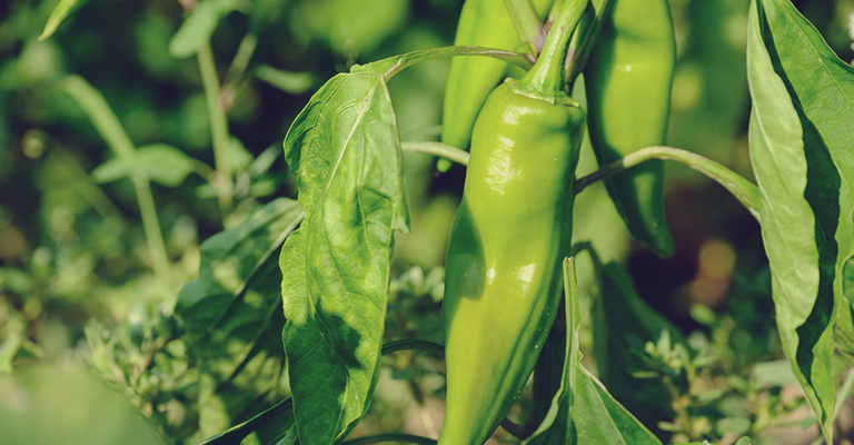 Développement racinaire du piment