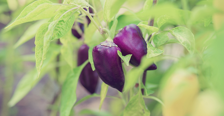 Piment violet