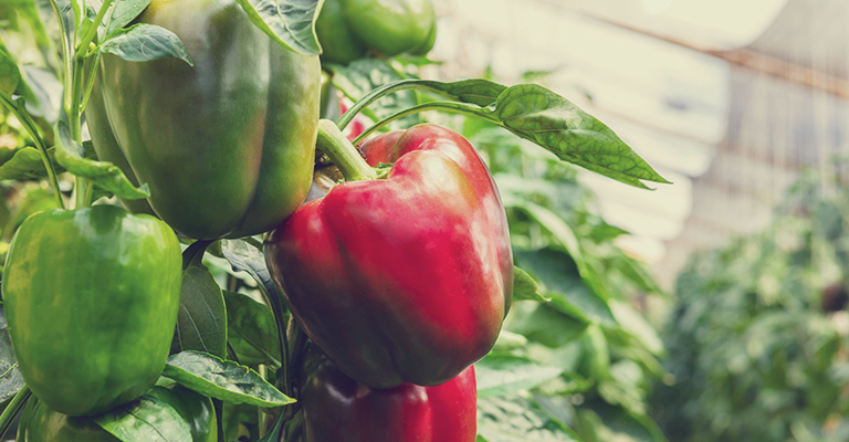 Harvesting peppers