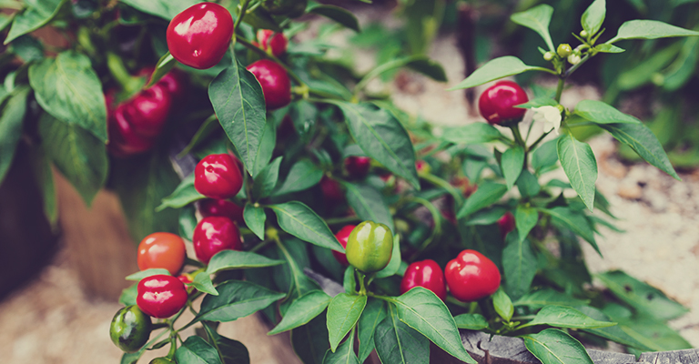 Quoi faire avec les piments à l'automne